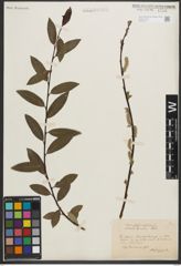 Foto von Salix phylicifolia L.